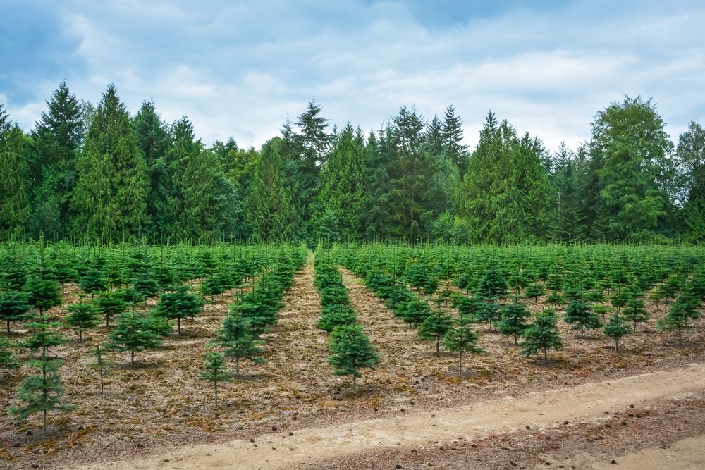 La Fundación Arbor Day plantará 100 millones de árboles