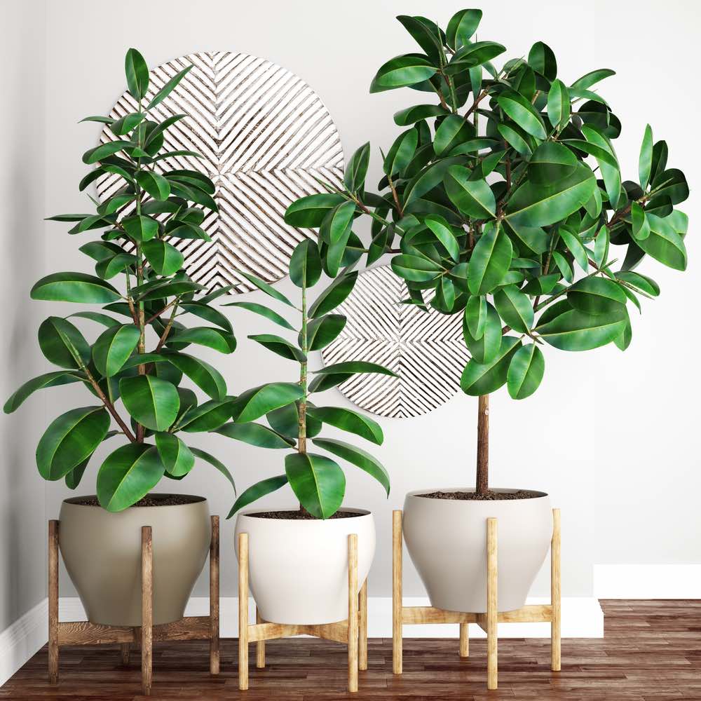 Ficus robusta cultivo y cuidados
