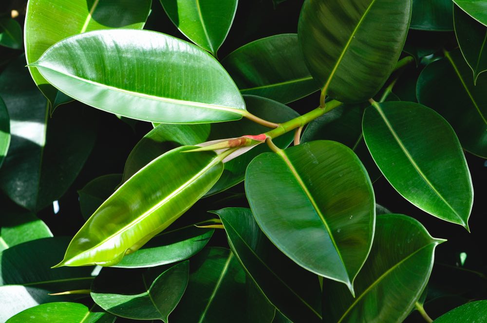 Ficus robusta cultivo y cuidados