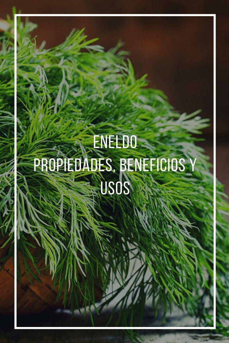 Eneldo propiedades, beneficios y usos, para qué sirve