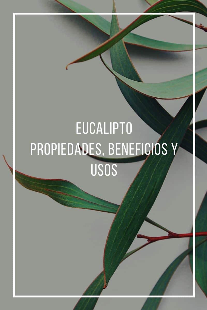 Eucalipto Medicinal, Propiedades, Beneficios + Para Qué Sirve