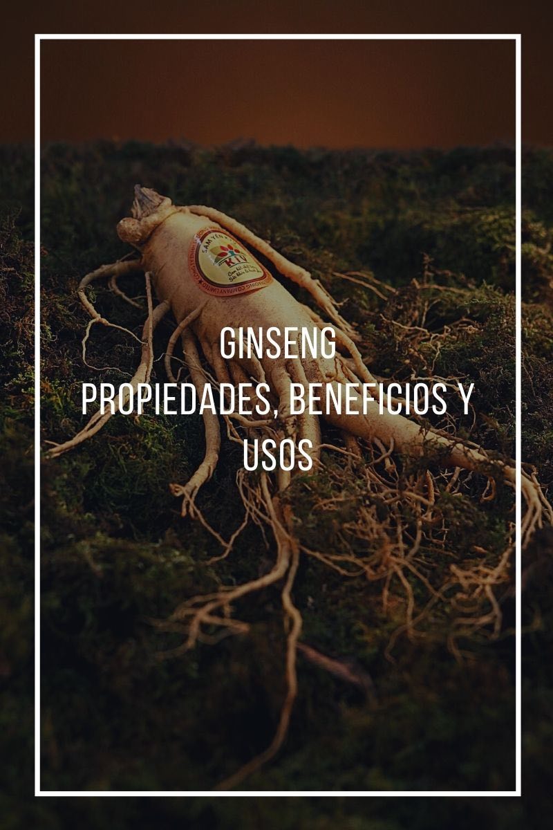 Propiedades, Beneficios Y Usos Del Ginseng
