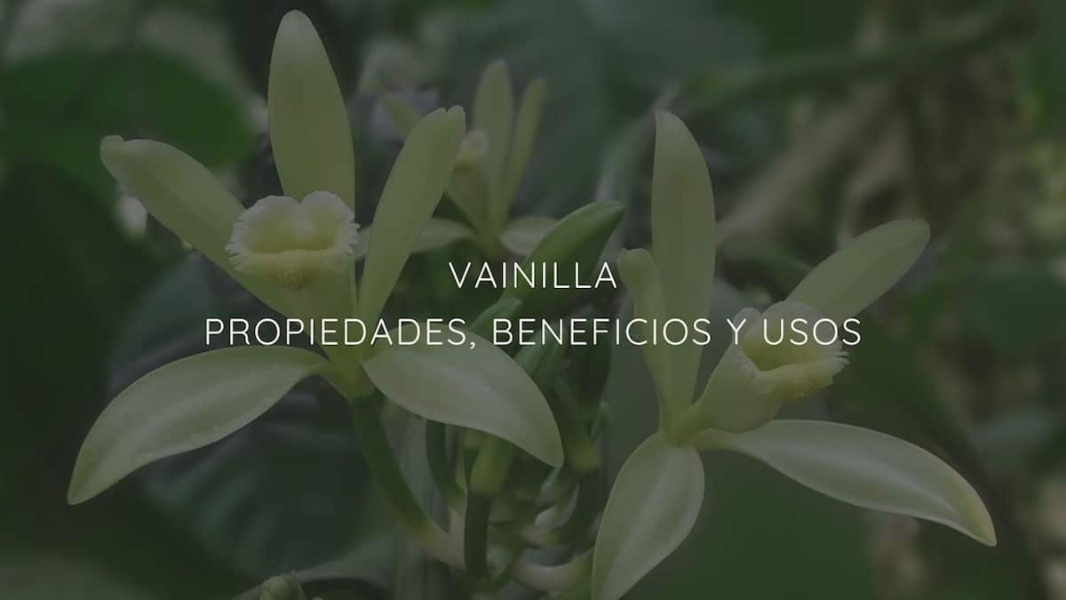 Propiedades, Beneficios Y Usos De La Vainilla