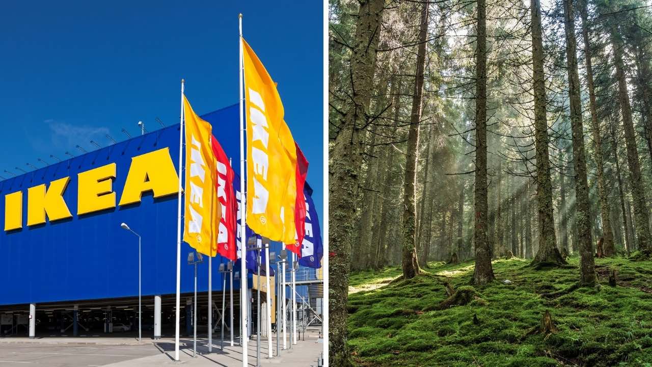 IKEA Compra Un Bosque En Con El Compromiso De Gestionarlo De