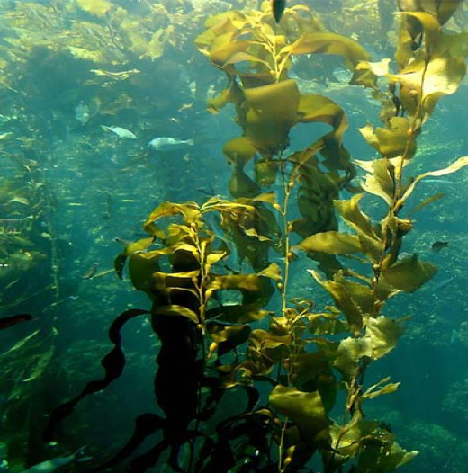 ECO Super Seaweed Eco Lawn & Garden