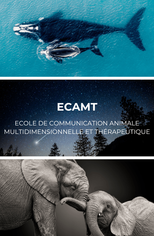 Formation supplémentaire au Zoo de Plaisance de Touch ECAMT