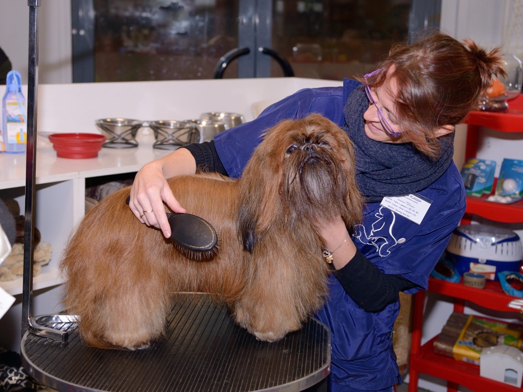 École de toilettage le guide du métier toilettage canin toiletteur