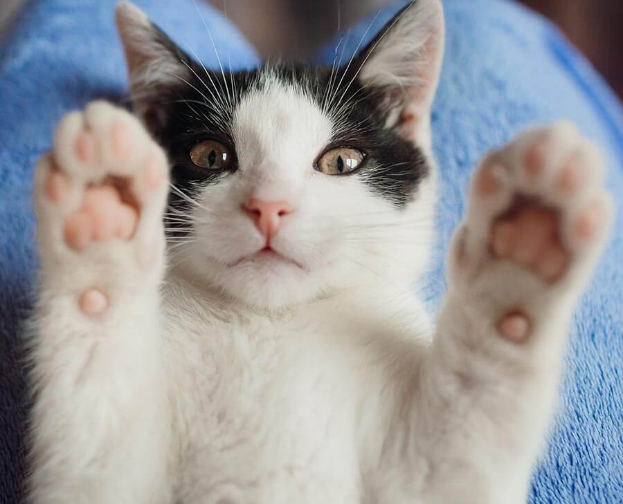 Nos chats à l'adoption Ecole du chat Dunkerque