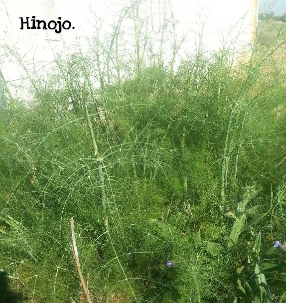 Lista 97+ Foto Cómo Es La Planta De Hinojo Actualizar