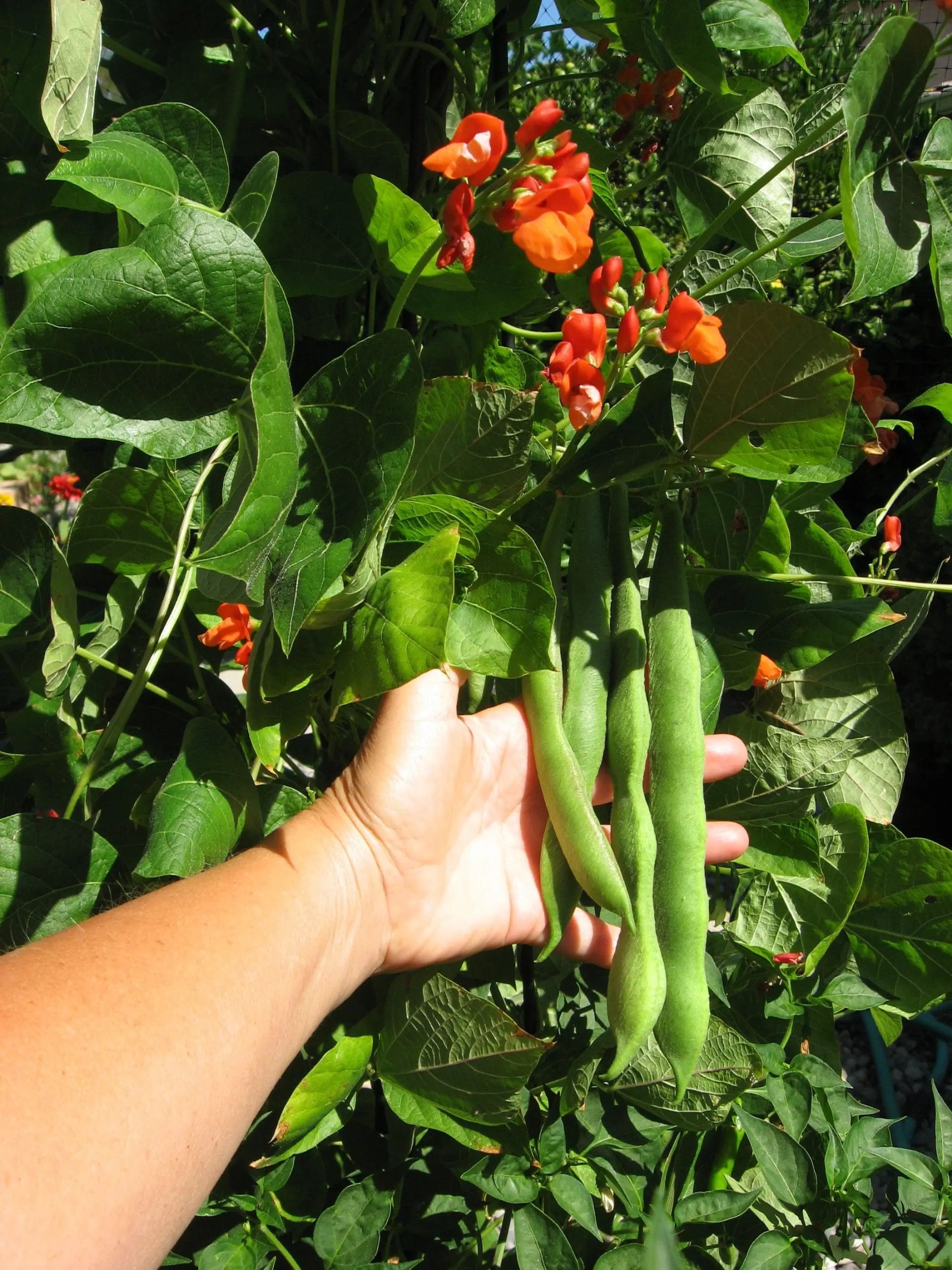 Back to Our Roots Growing Beans EcoLocalizer