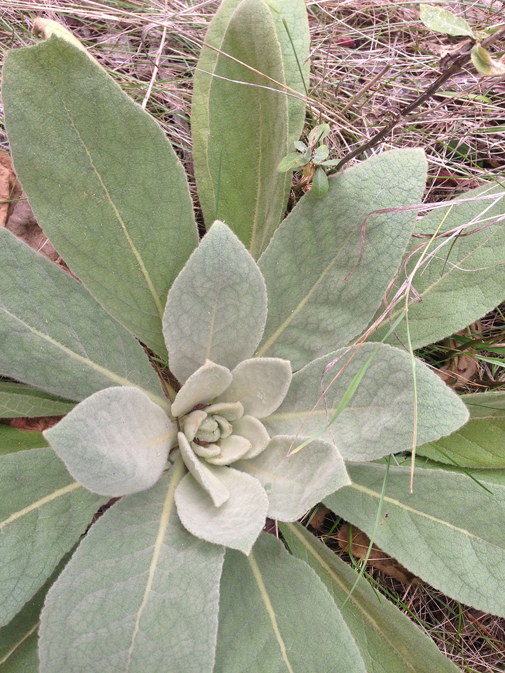 Mullein Verbascum thapsus Flora Verdura A resource for herbalist