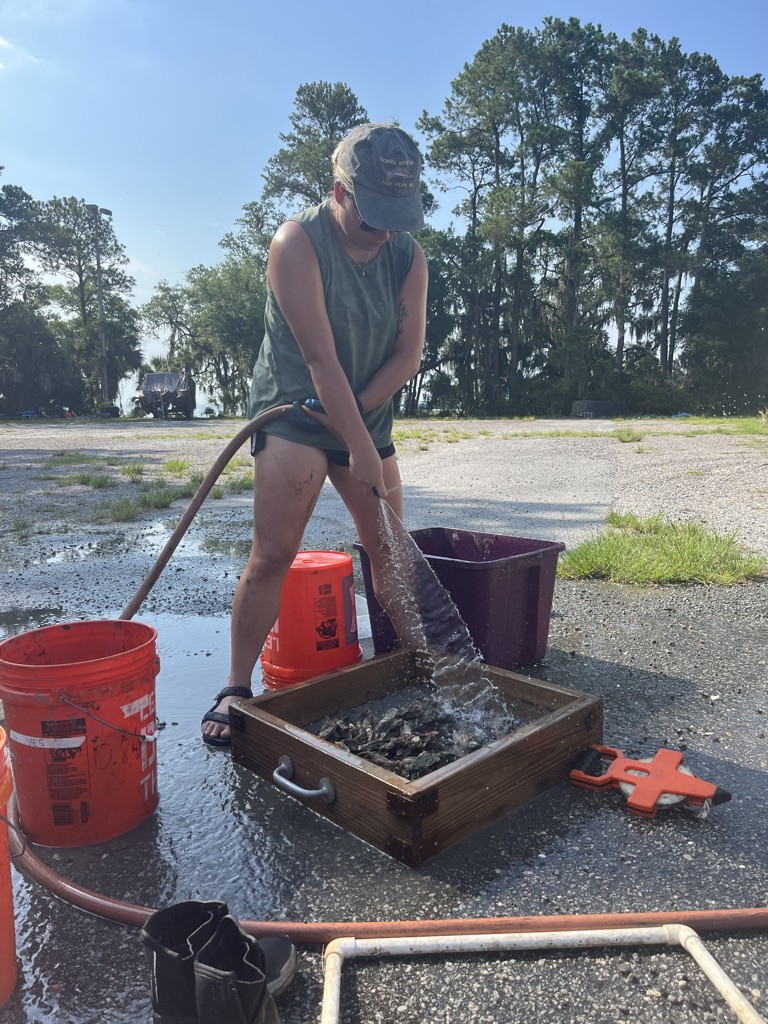 Odum School of Ecology Inside oyster disease epidemic