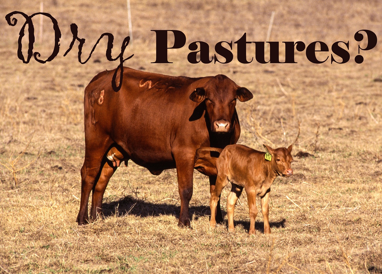 Tips for DryLot Feeding Beef Cattle Institute of Ecolonomics