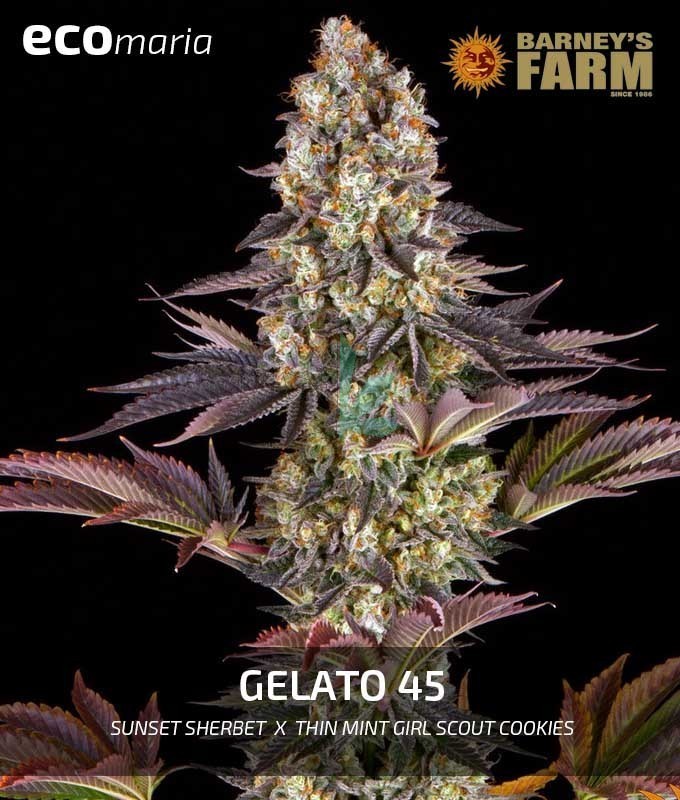 Gelato 45 de Barney´s Farm Venta + Info de la variedad