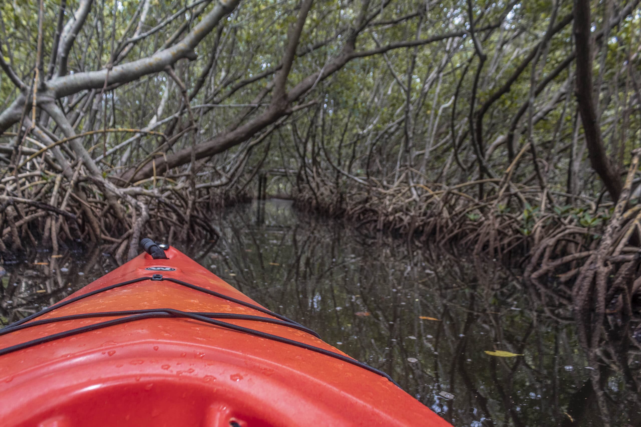 Why Weedon Island Preserve is the BEST Place to Go Kayaking