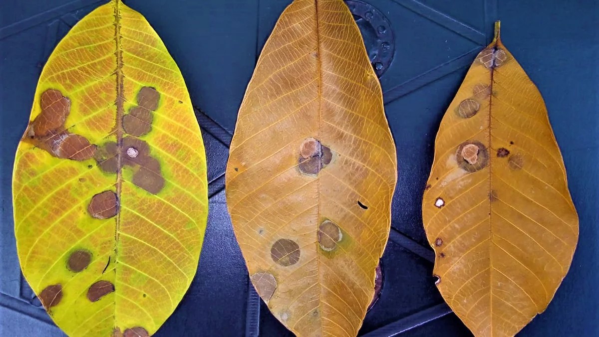 Sri Lanka rubber output to drop 15pct in 2023 in deepening crisis