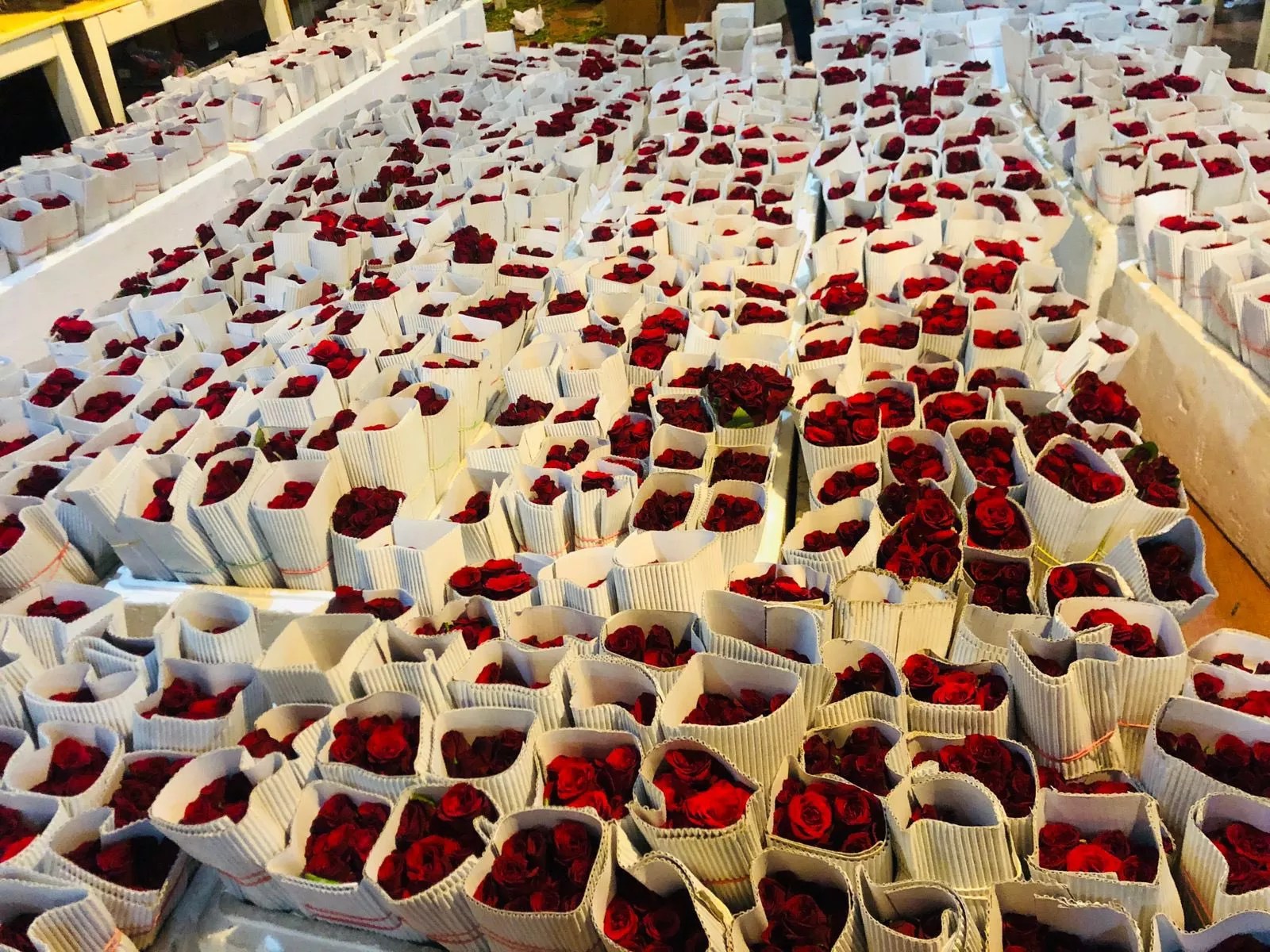 Roses dominate in Sri Lanka’s picked up valentine sales EconomyNext