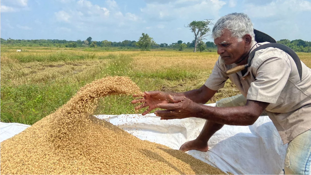 Sri Lanka agricultural experts warn of seed paddy shortage EconomyNext
