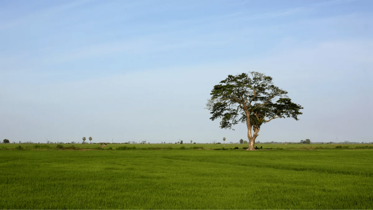 Sri Lanka prohibits use of paddy, rice in animal feed EconomyNext