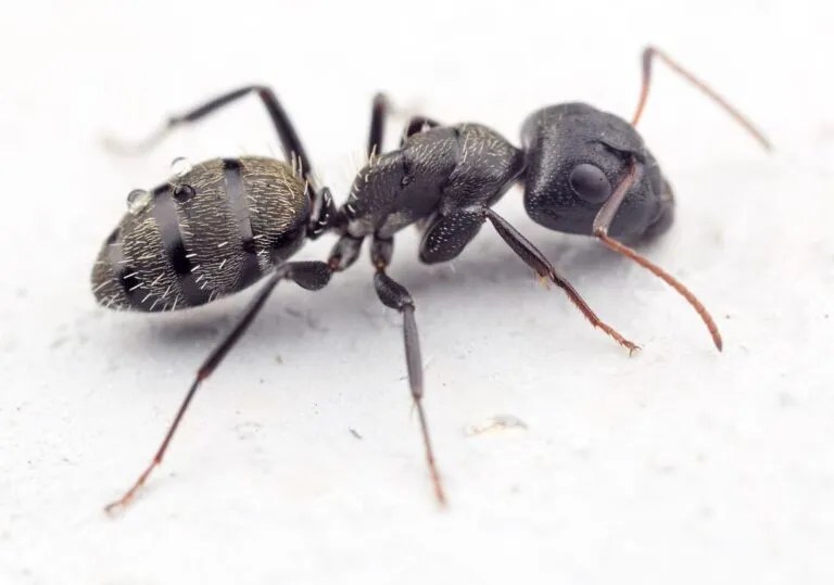 Web  en teidesa, nuestros profesionales cualificados ofrecen un tratamiento eficaz para acabar con las hormigas carpinteras. Repara las grietas o los huecos en los cimientos de tu casa y alrededor de las ventanas y las. Cómo matar hormigas carpinteras. Ahuyentar, espantar, evitar, combatir