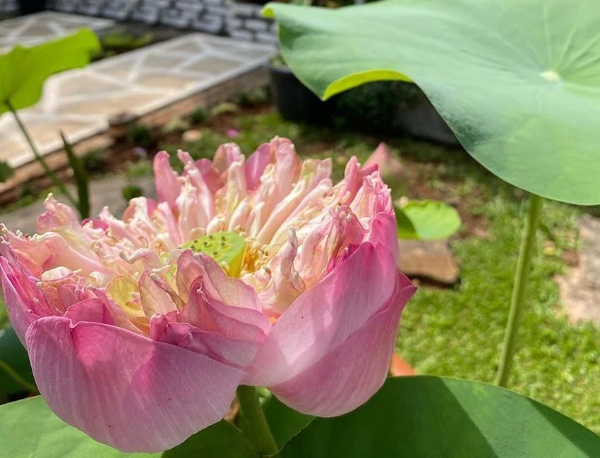 Kamal Flower Plant How To Grow & Care National Flower of India