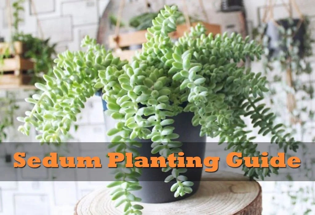 Sedum Plant Step By Step Guide To Sedum Planting