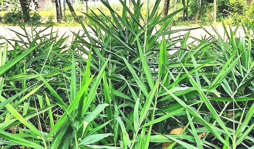 Ginger Plant Guide To Growing, Caring & Uses of Ginger