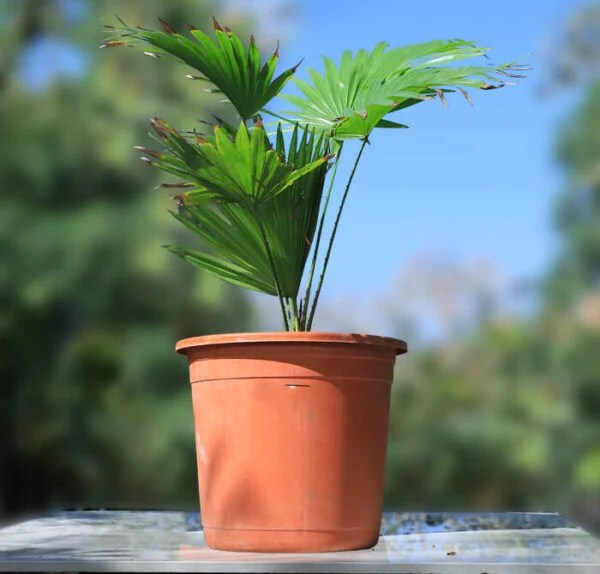 Buy Table Palm (Umbrella palm) in India from Econut Plants