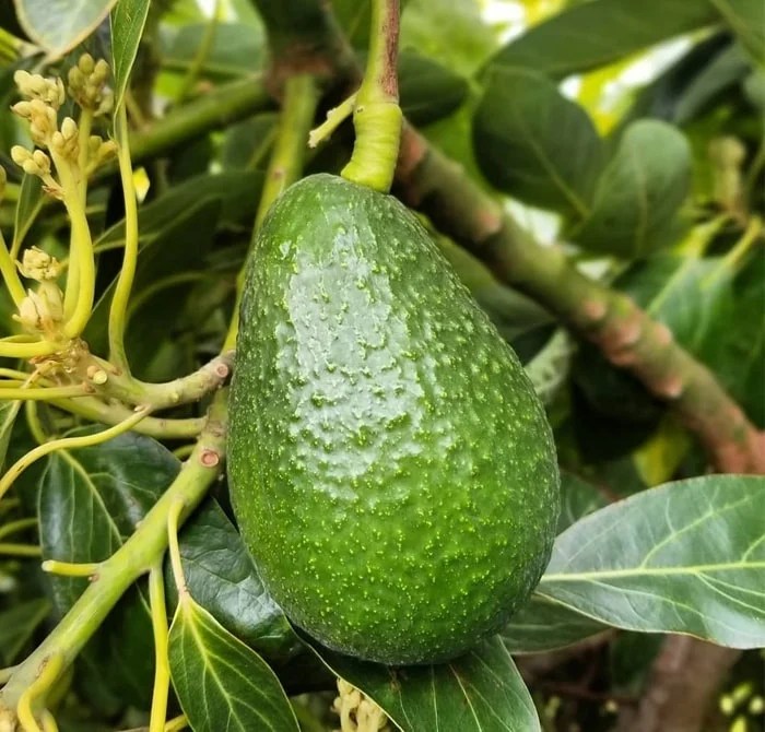 Buy Butter Fruit Plant (Avocado) in India from Econut Plants