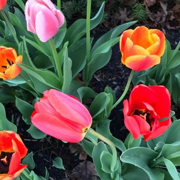 Buy Tulip Flower plant (Random colorset of 5) in India from Econut Plants