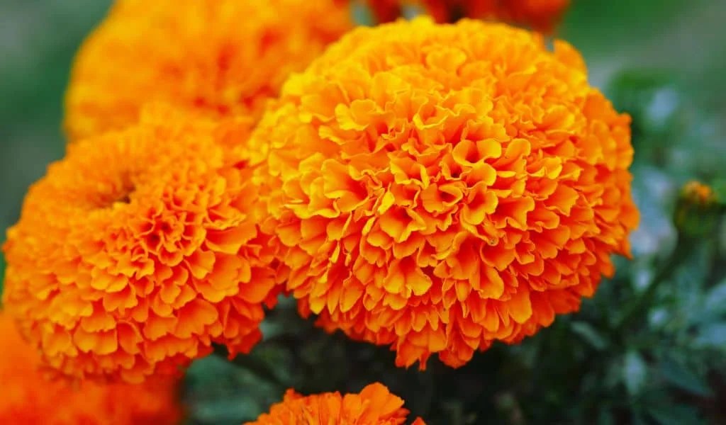 Top 10 Annuals Flower Plants That Bloom All Summer