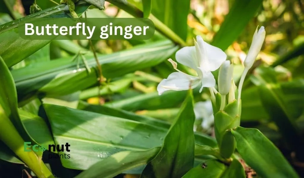 Top 19 Ginger Plant Varieties For Growing in Your Garden