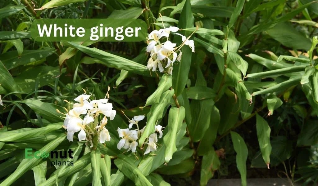 Top 19 Ginger Plant Varieties For Growing in Your Garden