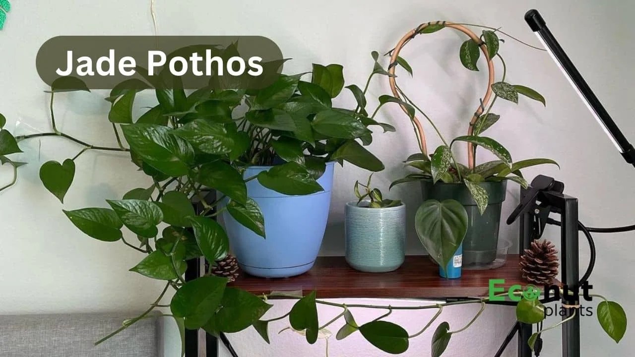 Pothos Varieties Know About Top 18 Types of Pothos Plants