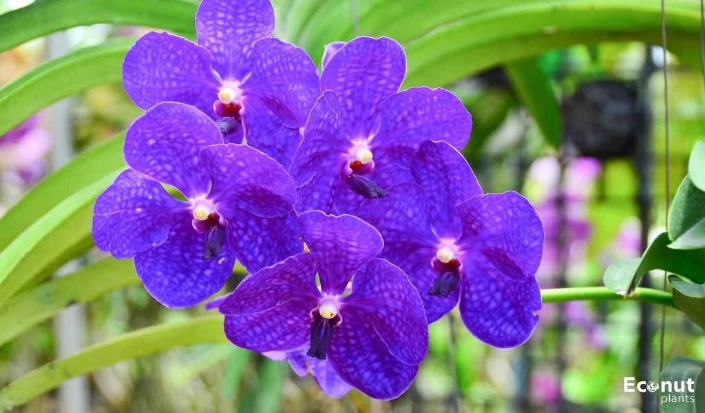 18 Types of Purple Orchids for Indoor and Outdoor Gardens
