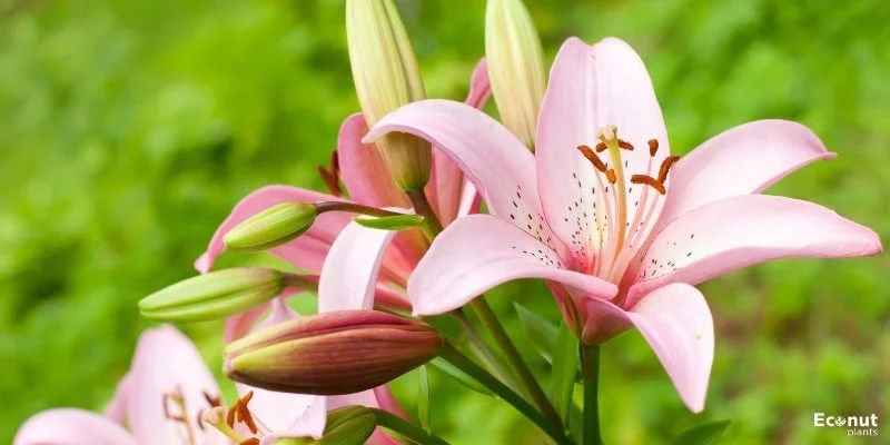 20 Varieties of Pink Lily Cultivars with Names and Pictures