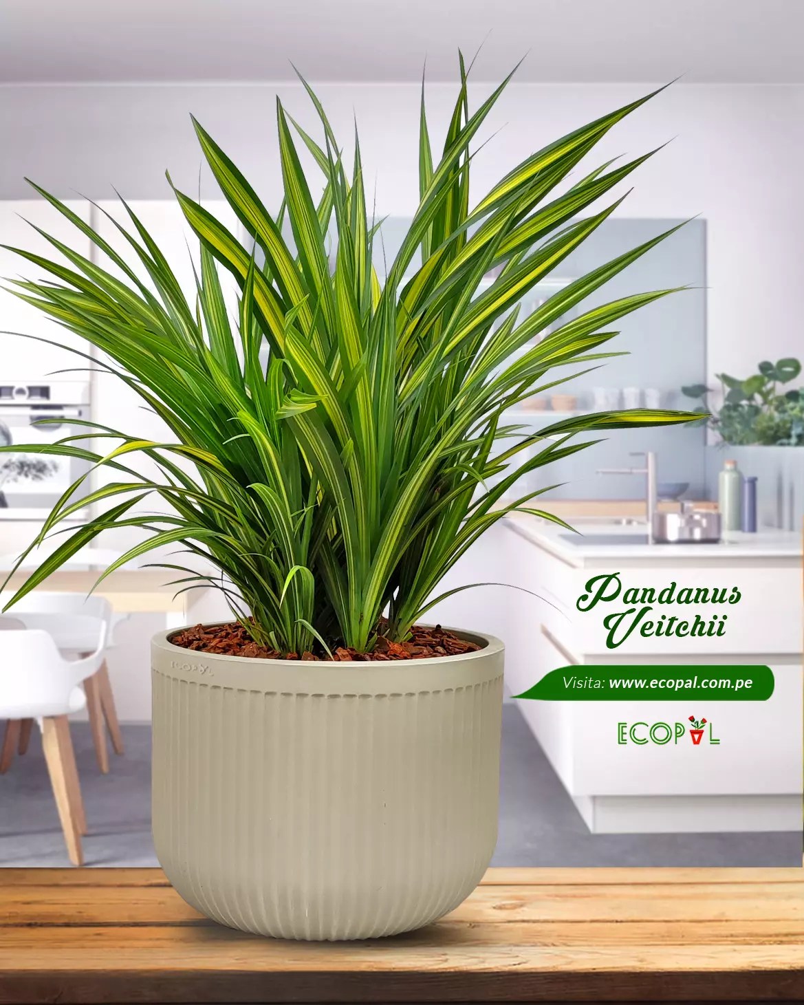 PANDANUS VEITCHII Ecopal Perú