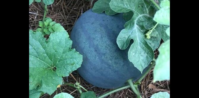 Adjusting your gardening practices based on your zone zone for gardening map
