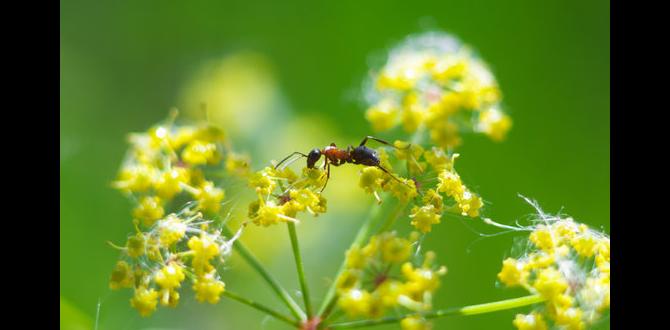 Case studies: ants in different garden environments are ants good for gardens