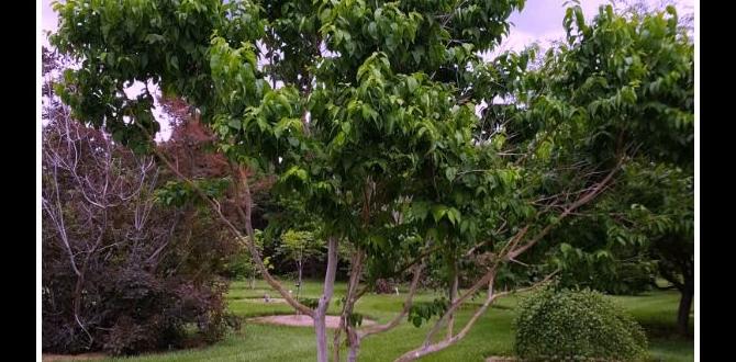 Characteristics of ideal trees for small gardens trees for small gardens Characteristics of ideal trees for small gardens trees for small gardens