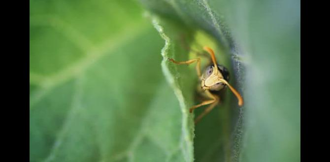 Common misconceptions about wasps are wasps good for gardens Common misconceptions about wasps are wasps good for gardens