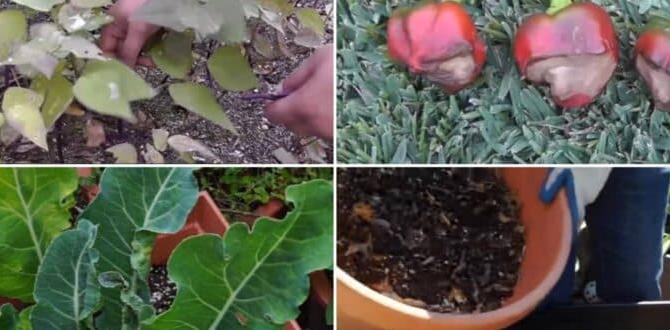 Common mistakes to avoid building boxes for vegetable gardens Common mistakes to avoid building boxes for vegetable gardens