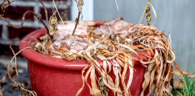 Common mistakes to avoid fertilizer for container gardening Common mistakes to avoid fertilizer for container gardening
