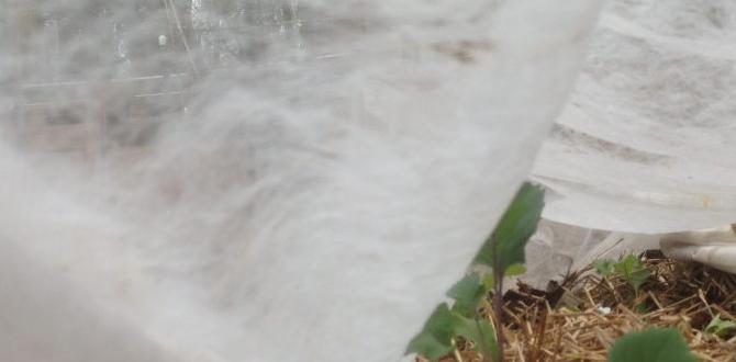 Common mistakes to avoid frost covers for gardens Common mistakes to avoid frost covers for gardens
