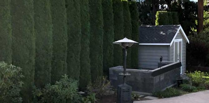 Common mistakes to avoid with front garden hedges hedging ideas for front gardens Common mistakes to avoid with front garden hedges hedging ideas for front gardens