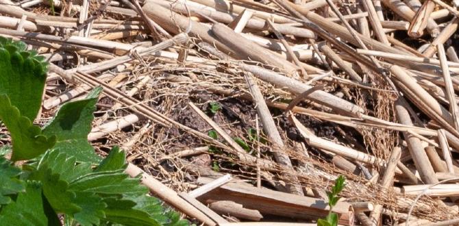 Common mistakes when using straw in gardens straw for gardens Common mistakes when using straw in gardens straw for gardens