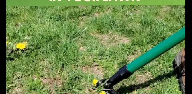Frequently asked questions about weed control weed control for gardens Frequently asked questions about weed control weed control for gardens