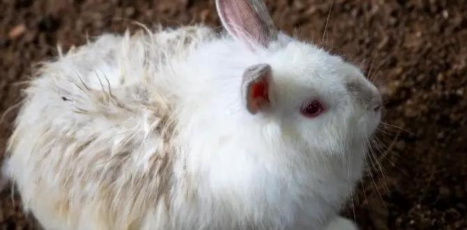 Growing specific plants with rabbit poop is rabbit poop good for gardens Growing specific plants with rabbit poop is rabbit poop good for gardens