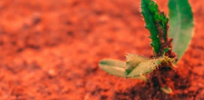 Improving soil structure how to improve clay soil for gardening Improving soil structure how to improve clay soil for gardening