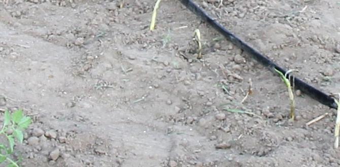 Installation process: stepbystep guide drip irrigation kits for gardens Installation process: stepbystep guide drip irrigation kits for gardens